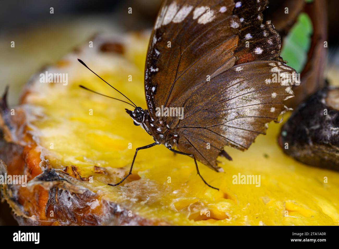 Un primo piano macro delle farfalle che si nutrono Foto Stock