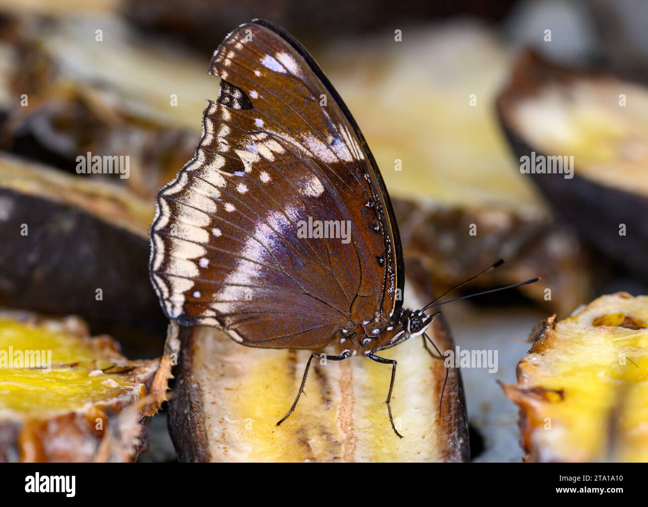 Un primo piano macro delle farfalle che si nutrono Foto Stock