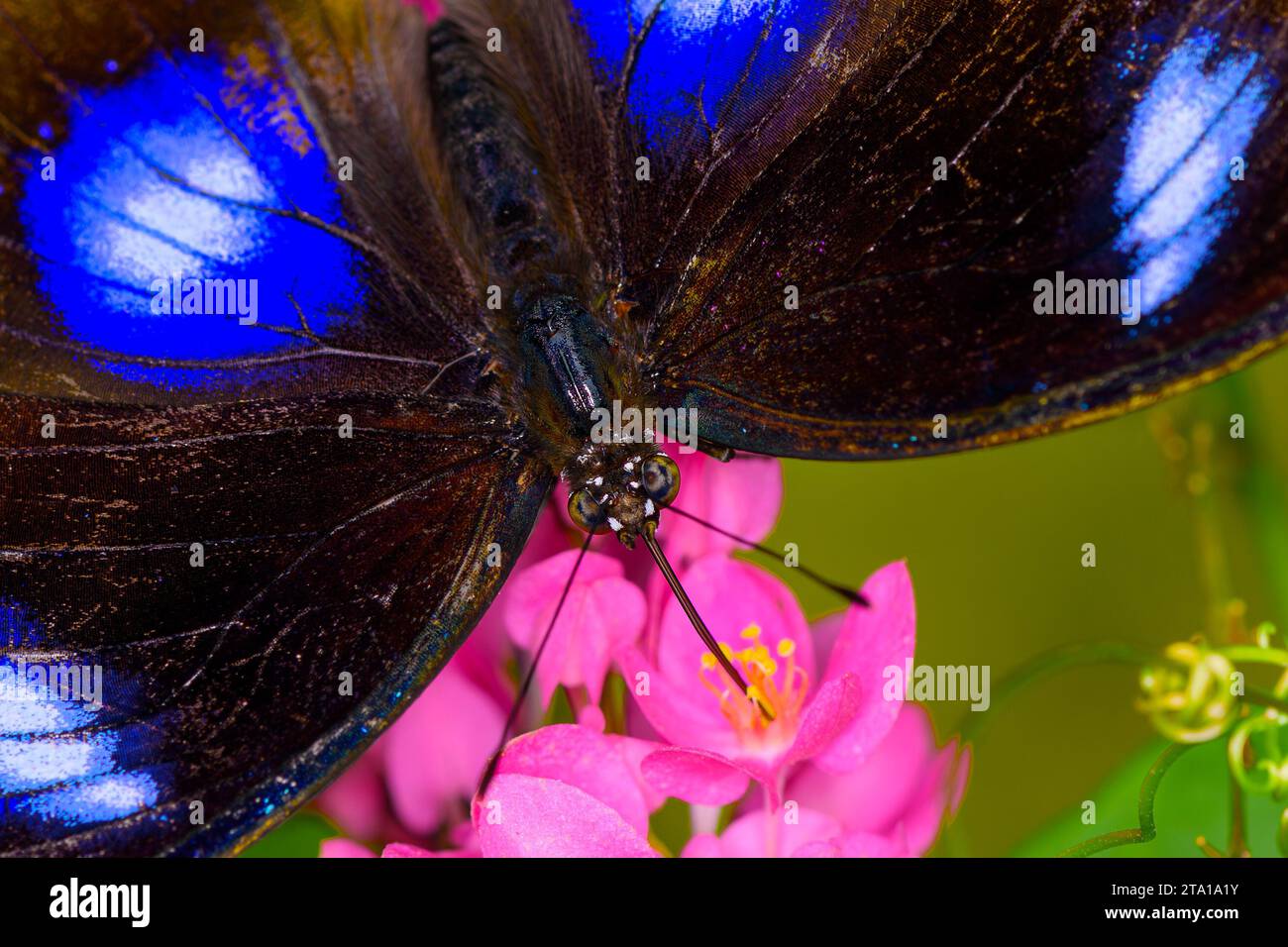 Un primo piano macro di una farfalla Blue Moon da mangiare (Common Eggfly) Foto Stock