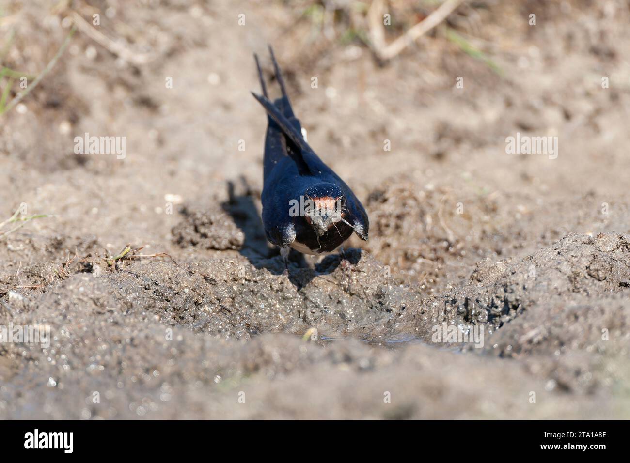 Barn Swallow, Hirundo rustica, nei Paesi Bassi. Foto Stock