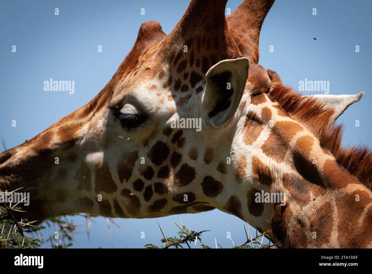 Rothschild Giraffe - Lago Nakuru, Kenya Foto Stock