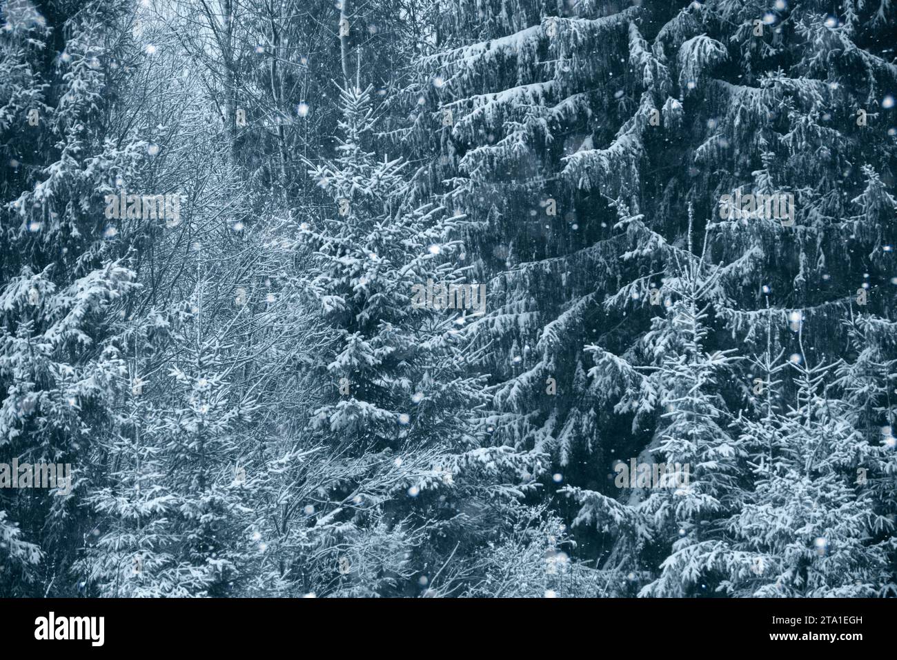 Pino innevato. Foresta invernale. Foto Stock