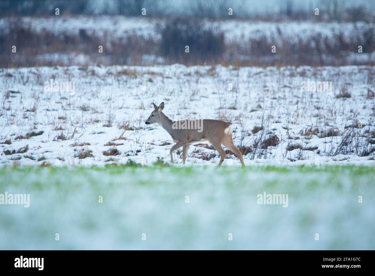Un capriolo che cammina attraverso un prato innevato, il giorno di novembre, nella Polonia orientale Foto Stock