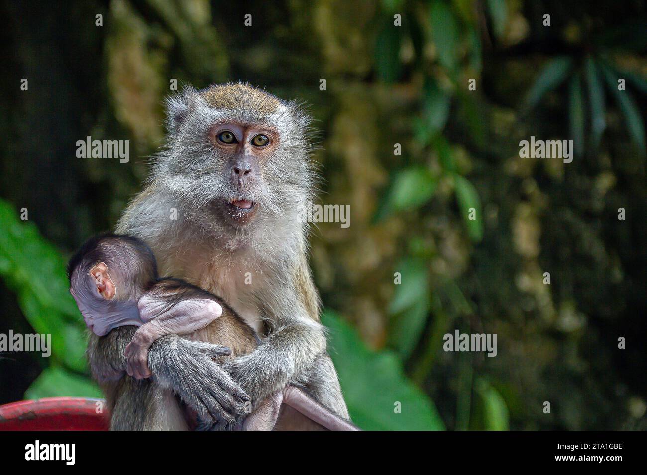 Un'immagine ravvicinata di madre scimmia con il suo bambino a Batu Caves, Kuala Lumpur, Malesia Foto Stock