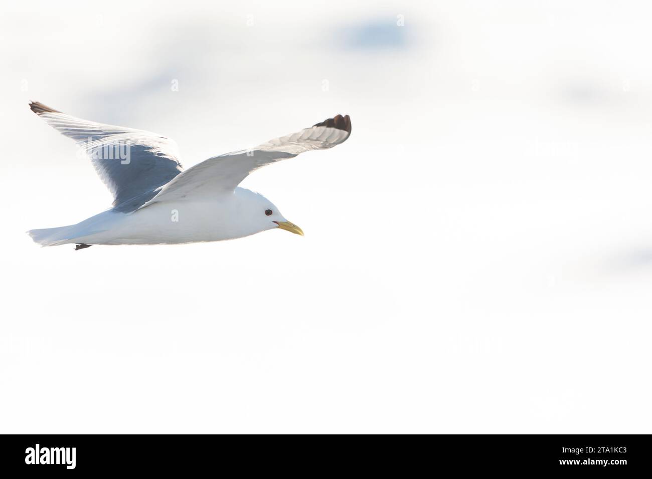 Kittiwake a gambe nere (Rissa tridactyla) sulle Svalbard nella Norvegia artica. Foto Stock