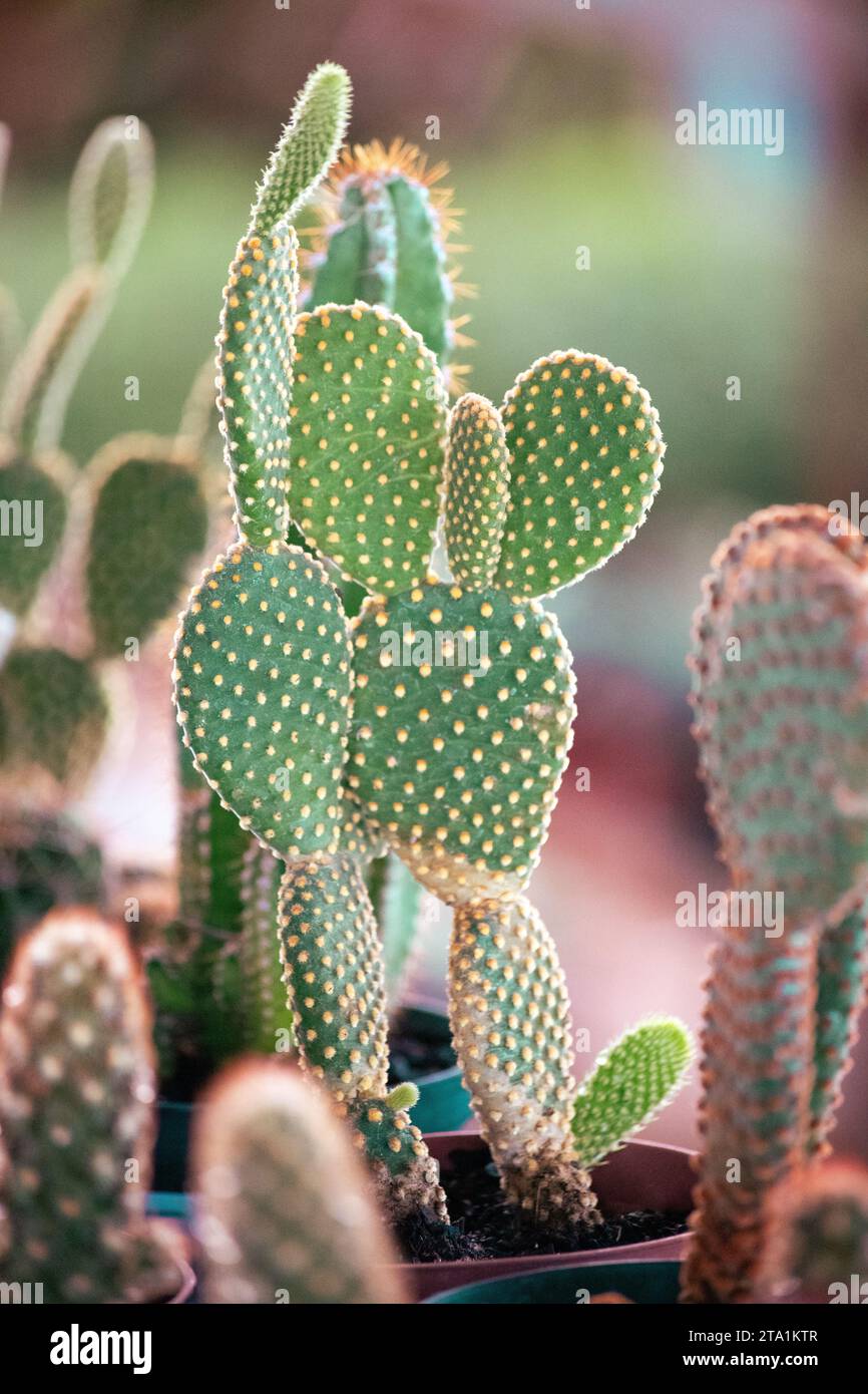 Opuntia rufida, Desert Gem Cactus Foto Stock