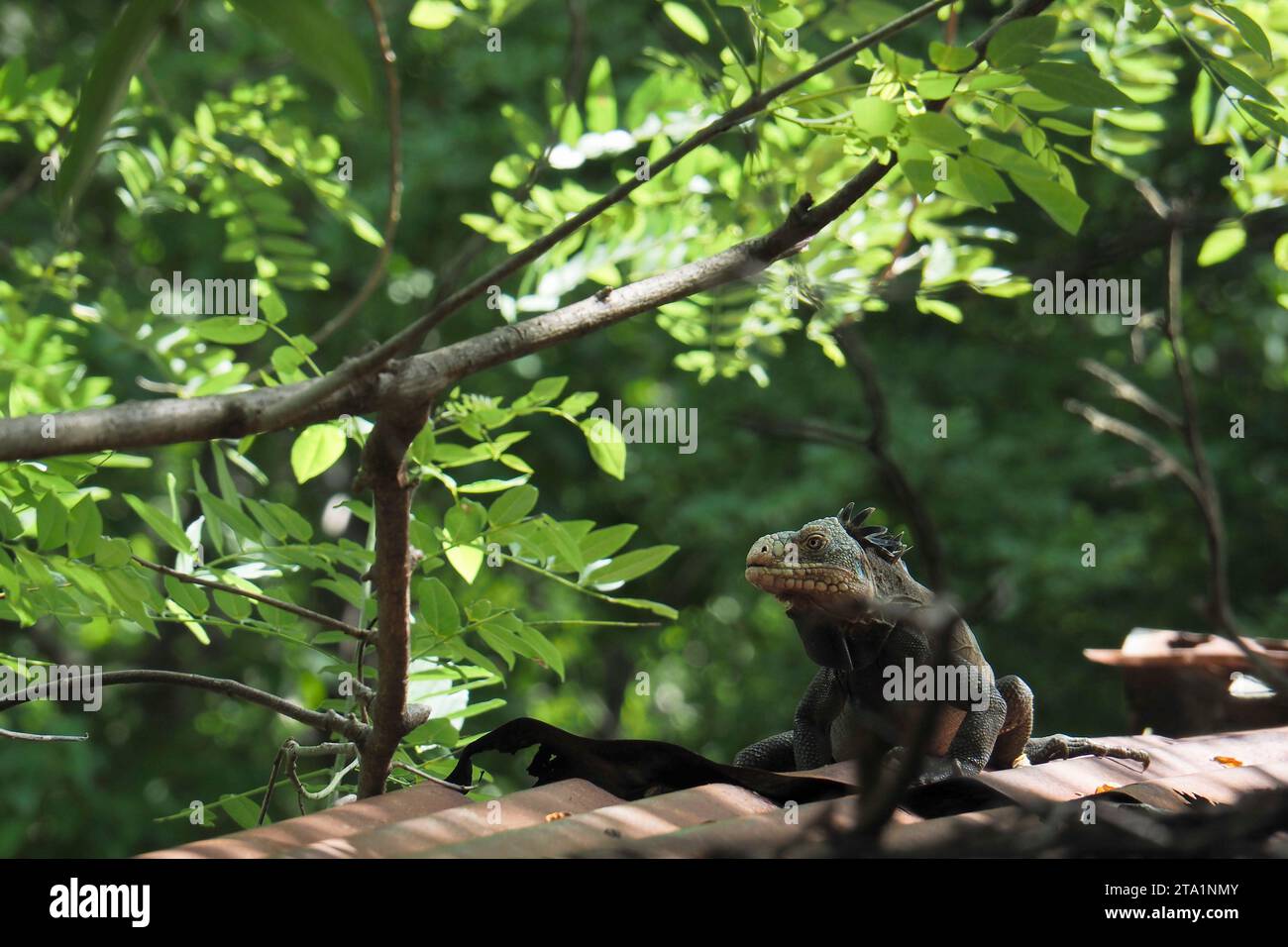 Iguanes commun rayée coda, Fort de France, Martinica, Antille Foto Stock