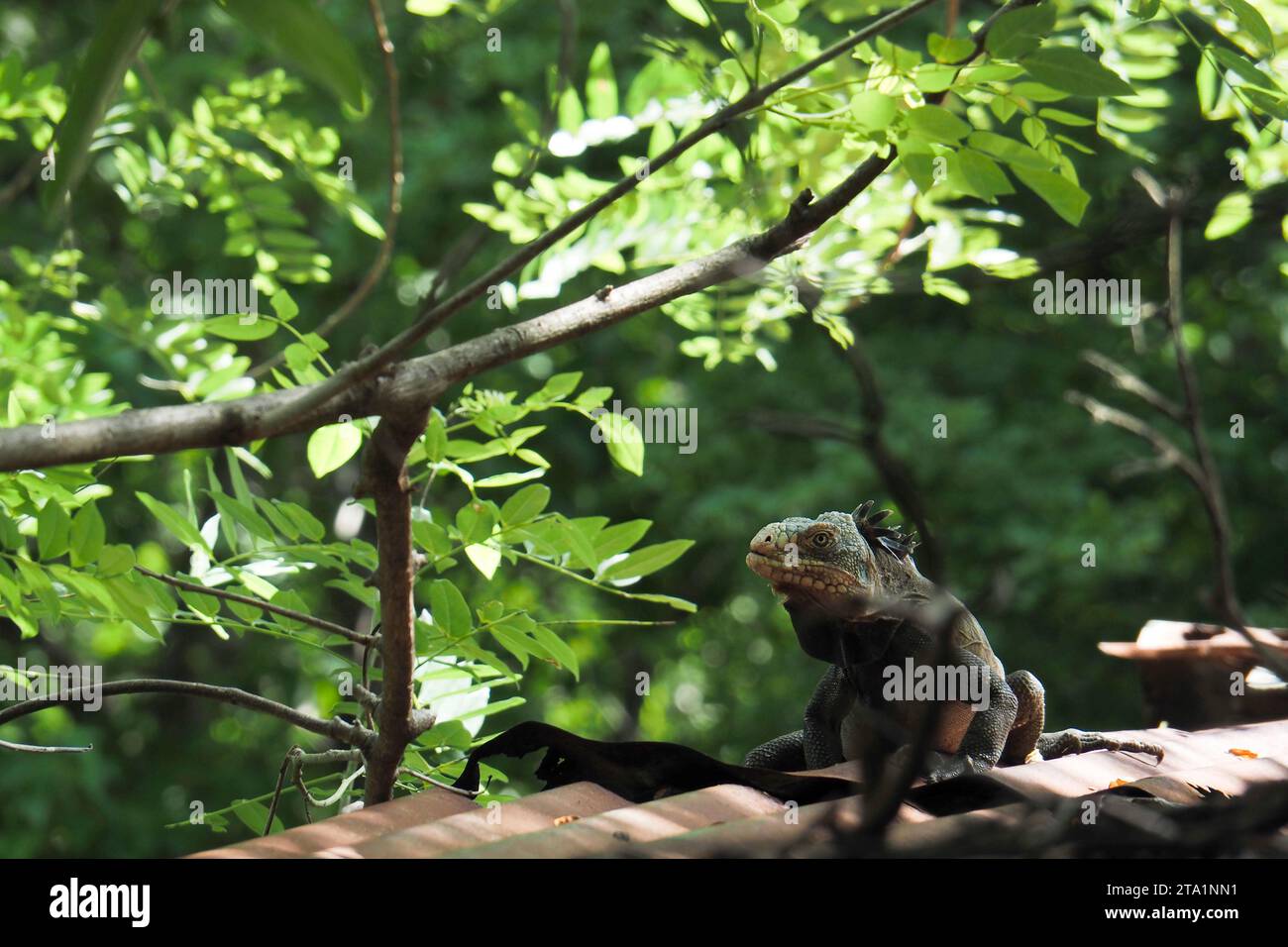 Iguanes commun rayée coda, Fort de France, Martinica, Antille Foto Stock