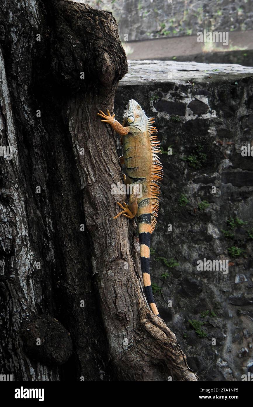 Iguanes commun rayée coda, Fort de France, Martinica, Antille Foto Stock