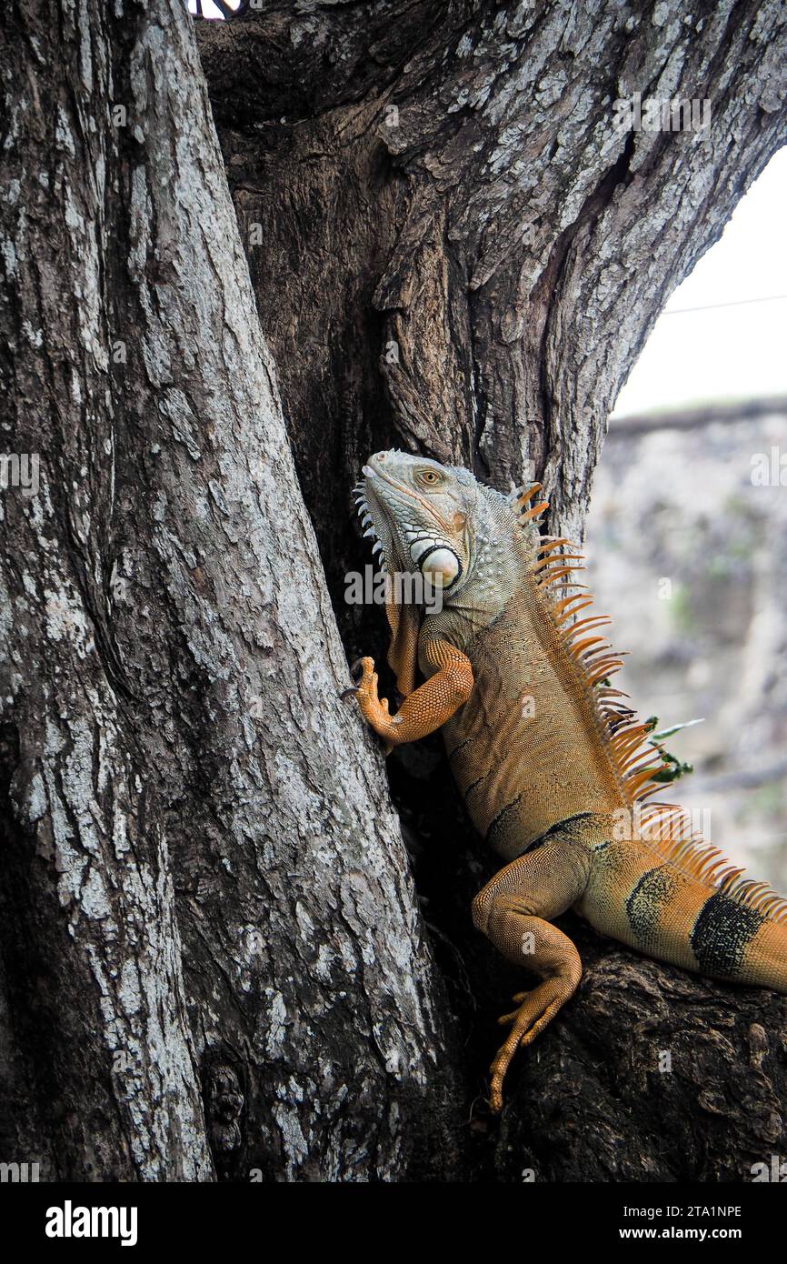 Iguanes commun rayée coda, Fort de France, Martinica, Antille Foto Stock