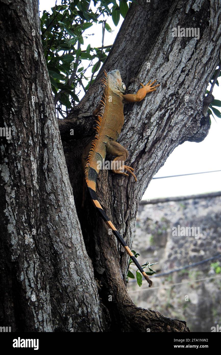 Iguanes commun rayée coda, Fort de France, Martinica, Antille Foto Stock