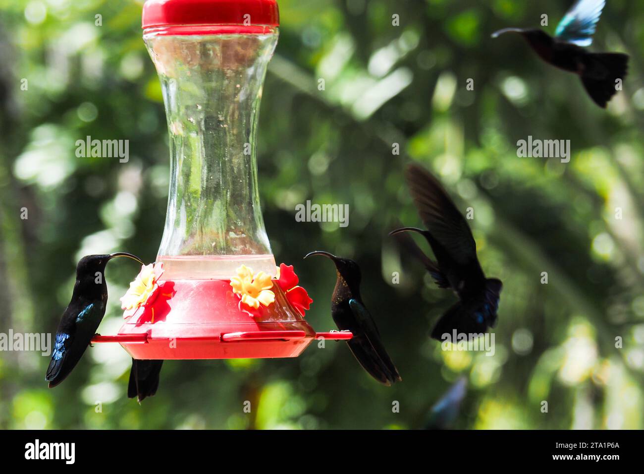 Colibris, le jardin de Balata est un jardin botanique privé de Fort-de-France, Route de Balata, Martinica, Antille Foto Stock
