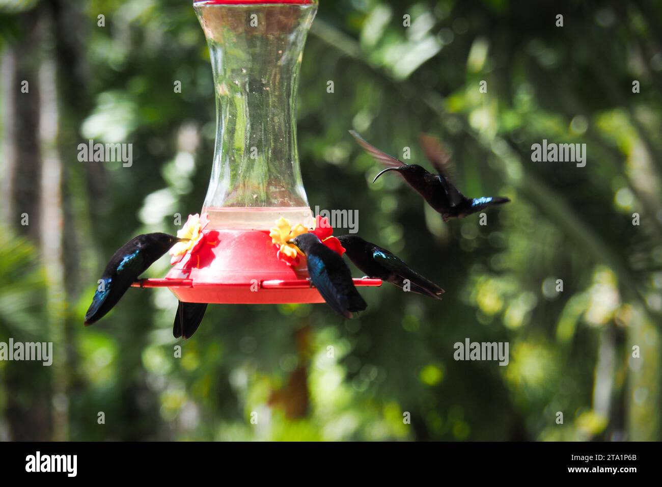 Colibris, le jardin de Balata est un jardin botanique privé de Fort-de-France, Route de Balata, Martinica, Antille Foto Stock