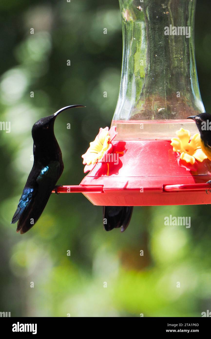 Colibris, le jardin de Balata est un jardin botanique privé de Fort-de-France, Route de Balata, Martinica, Antille Foto Stock