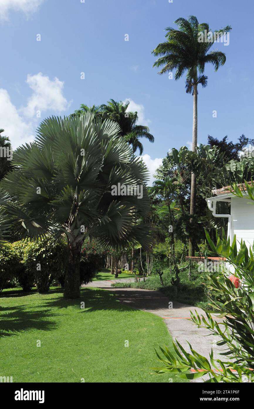 Le jardin de Balata est un jardin botanique privé de Fort-de-France, Route de Balata, Martinica, Antille Foto Stock