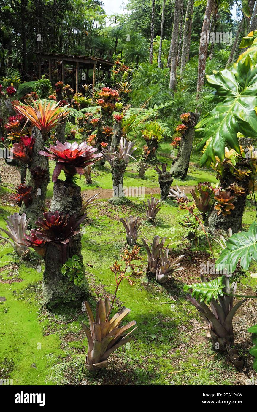 Le jardin de Balata est un jardin botanique privé de Fort-de-France, Route de Balata, Martinica, Antille Foto Stock