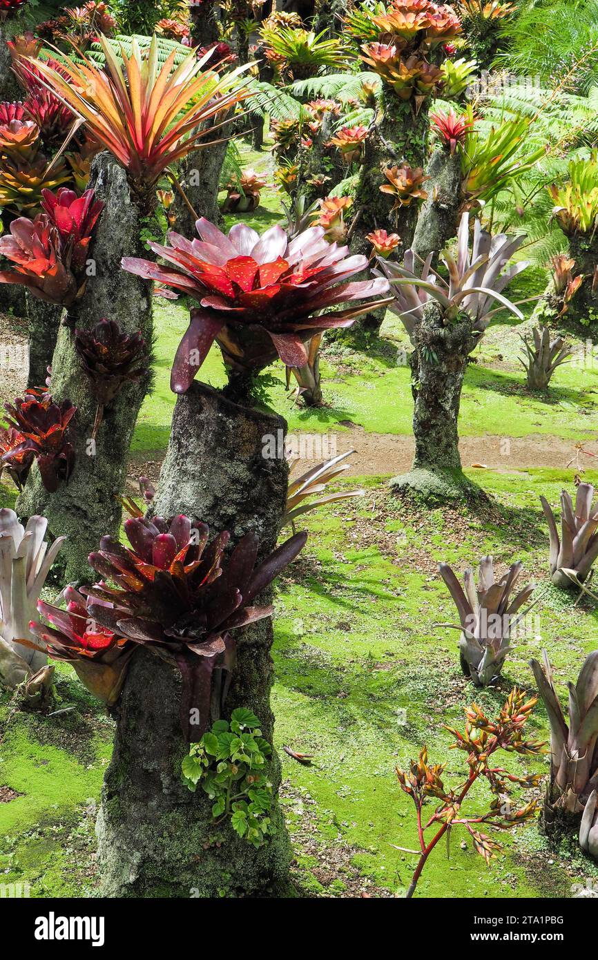 Le jardin de Balata est un jardin botanique privé de Fort-de-France, Route de Balata, Martinica, Antille Foto Stock