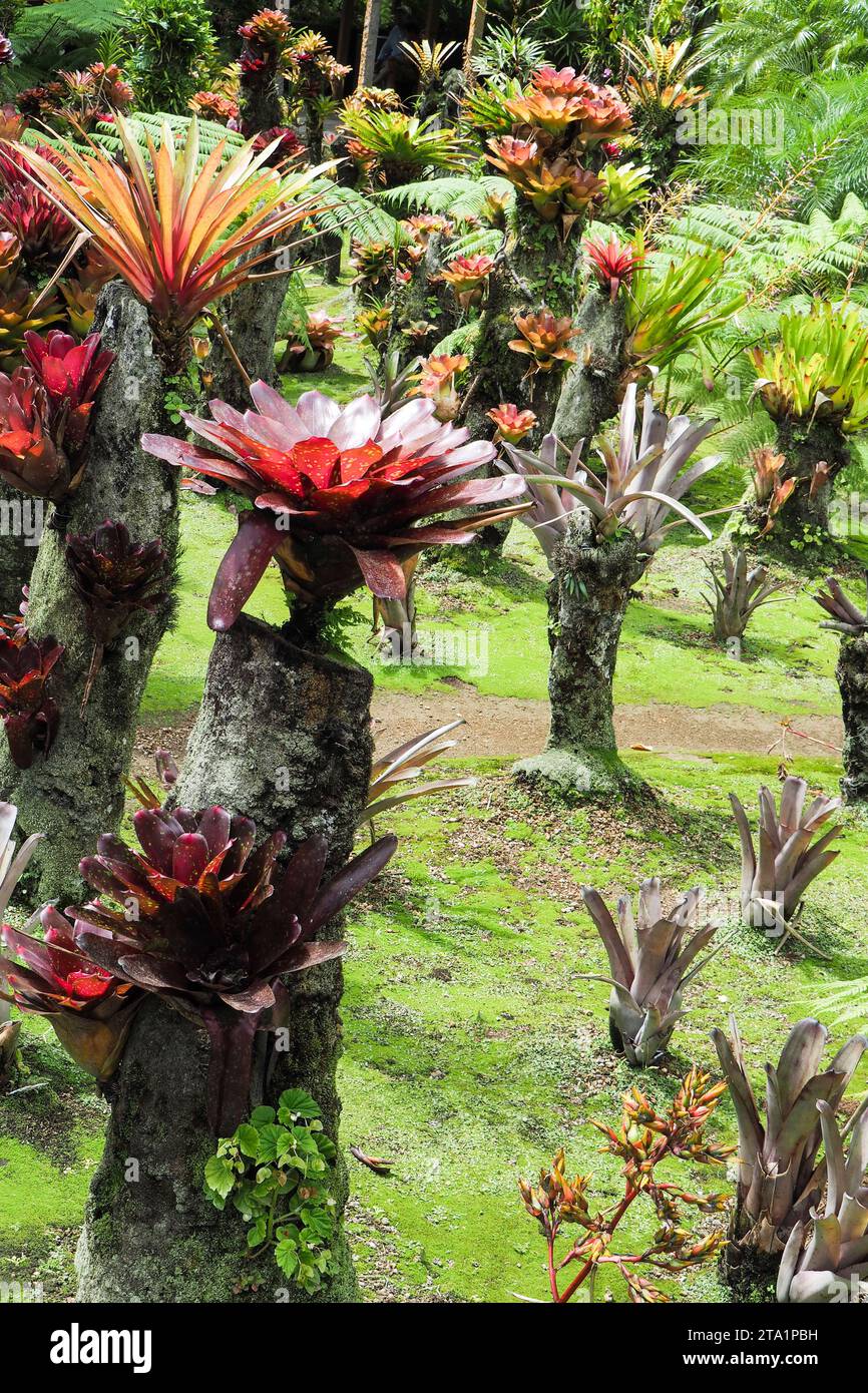 Le jardin de Balata est un jardin botanique privé de Fort-de-France, Route de Balata, Martinica, Antille Foto Stock