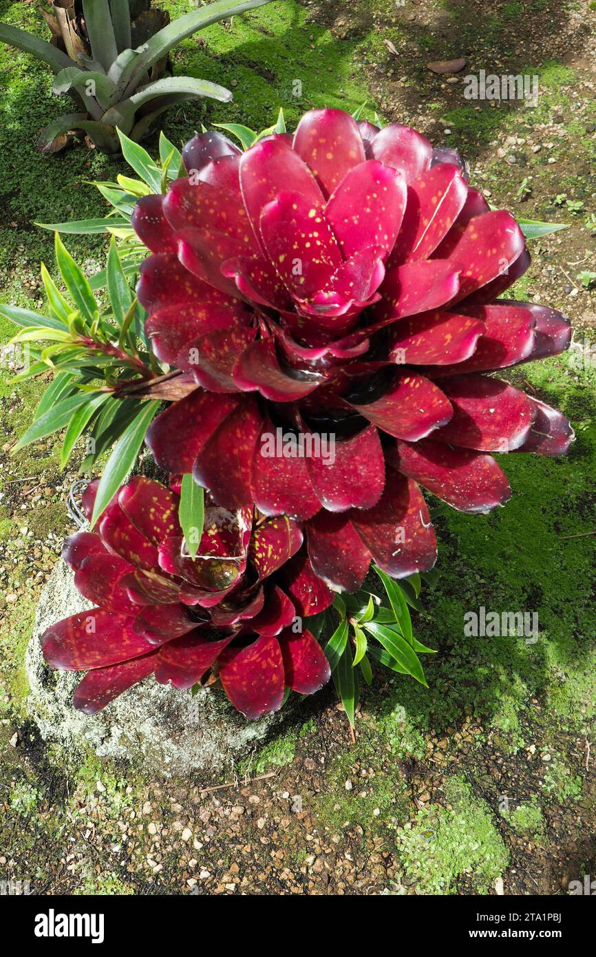 Le jardin de Balata est un jardin botanique privé de Fort-de-France, Route de Balata, Martinica, Antille Foto Stock