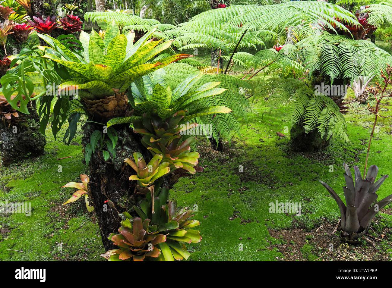 Le jardin de Balata est un jardin botanique privé de Fort-de-France, Route de Balata, Martinica, Antille Foto Stock