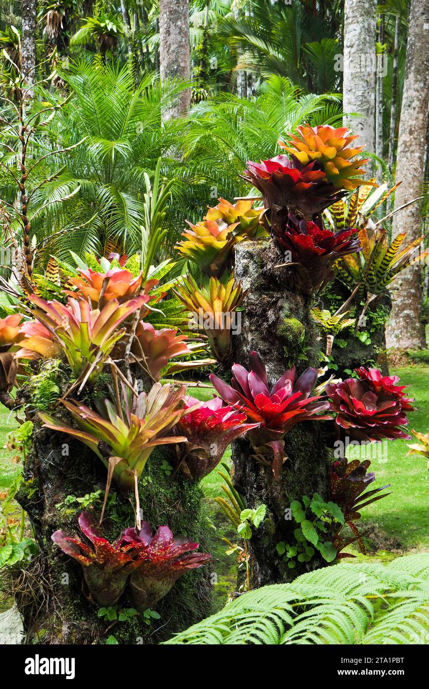 Le jardin de Balata est un jardin botanique privé de Fort-de-France, Route de Balata, Martinica, Antille Foto Stock