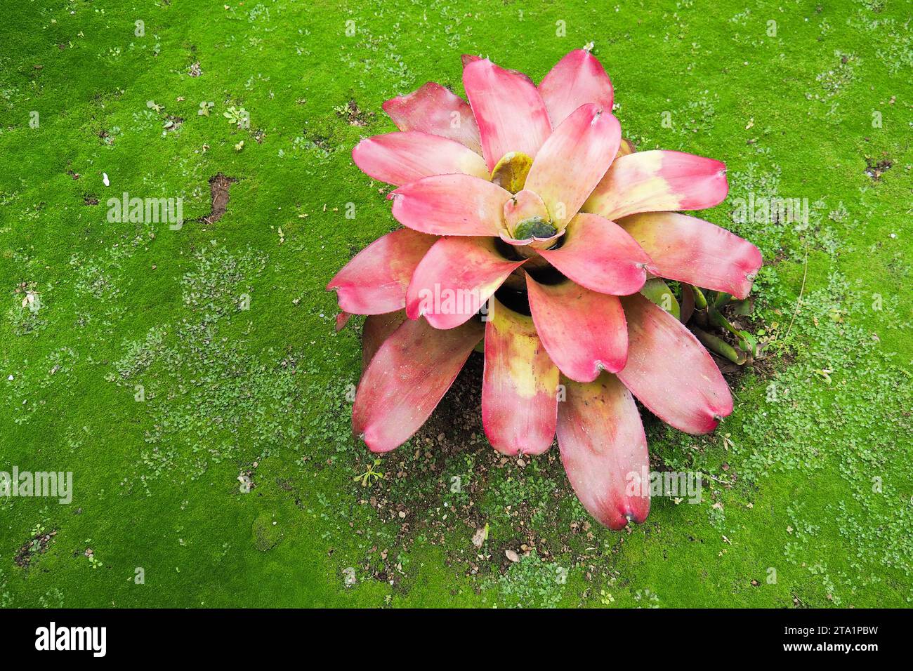 Le jardin de Balata est un jardin botanique privé de Fort-de-France, Route de Balata, Martinica, Antille Foto Stock