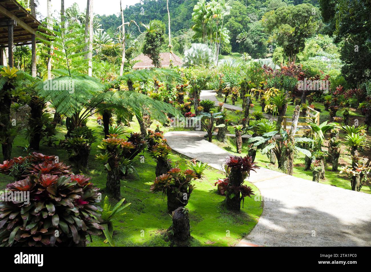 Le jardin de Balata est un jardin botanique privé de Fort-de-France, Route de Balata, Martinica, Antille Foto Stock