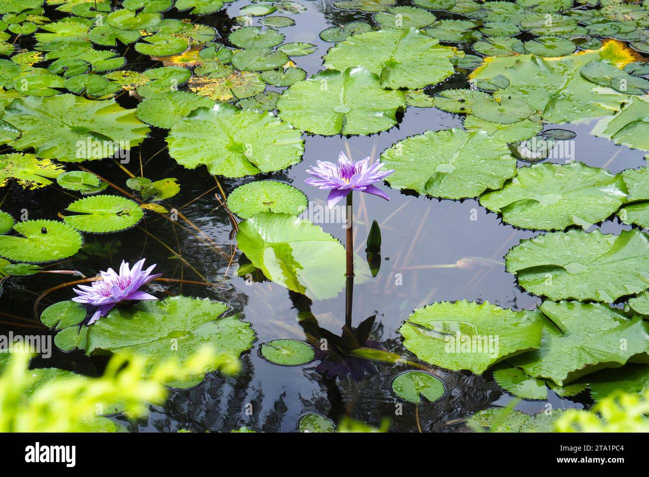 nymphéas exotiques, le jardin de Balata est un jardin botanique privé de Fort-de-France, Route de Balata, Martinica, Antille Foto Stock