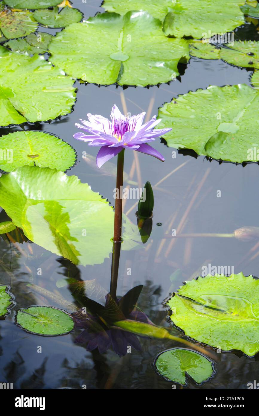 nymphéas exotiques, le jardin de Balata est un jardin botanique privé de Fort-de-France, Route de Balata, Martinica, Antille Foto Stock