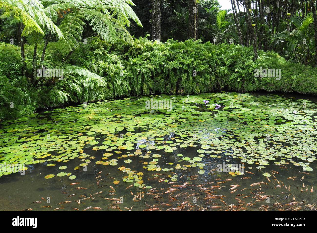 nymphéas exotiques, le jardin de Balata est un jardin botanique privé de Fort-de-France, Route de Balata, Martinica, Antille Foto Stock