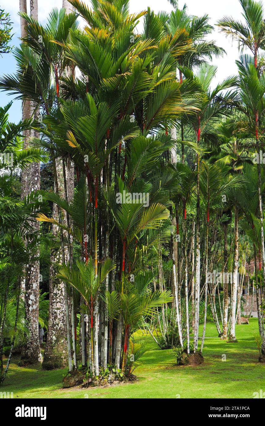 Le jardin de Balata est un jardin botanique privé de Fort-de-France, Route de Balata, Martinica, Antille Foto Stock