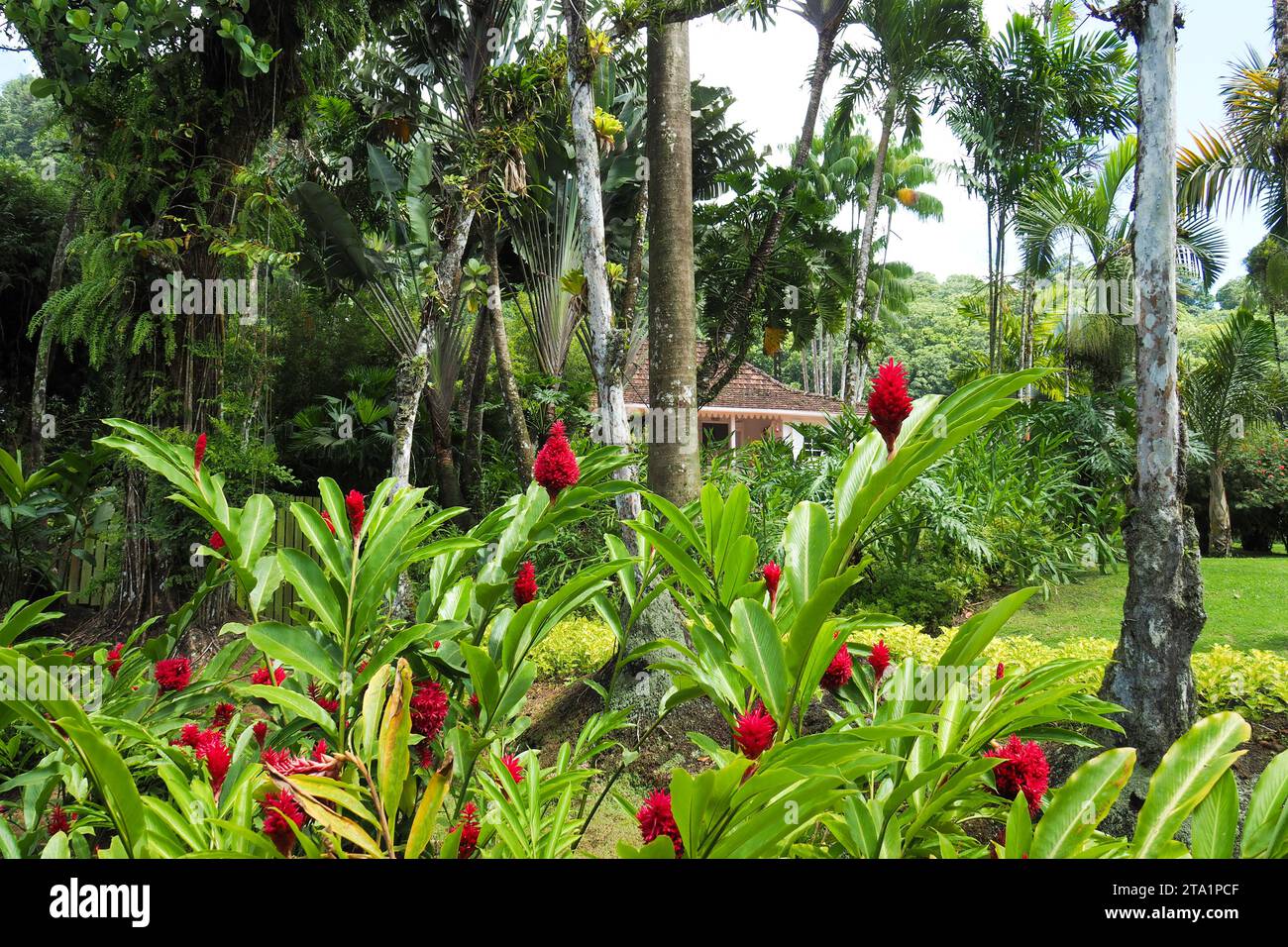 Fleur gingembre, jardin de Balata est un jardin botanique privé de Fort-de-France, Route de Balata, Martinica, Antille Foto Stock