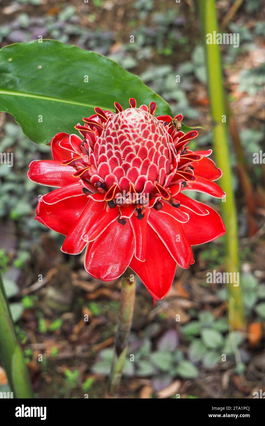 Rose de porcelaine, jardin de Balata est un jardin botanique privé de Fort-de-France, Route de Balata, Martinica, Antille Foto Stock