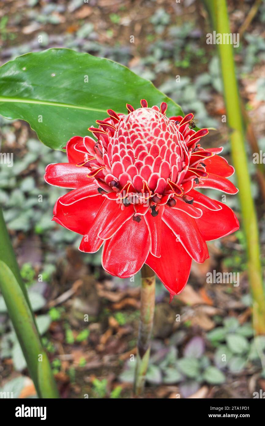 Rose de porcelaine, jardin de Balata est un jardin botanique privé de Fort-de-France, Route de Balata, Martinica, Antille Foto Stock