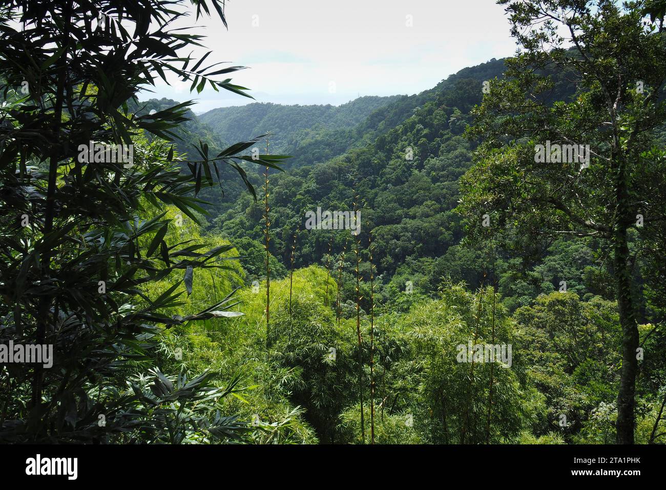 Le jardin de Balata est un jardin botanique privé de Fort-de-France, Route de Balata, Martinica, Antille Foto Stock