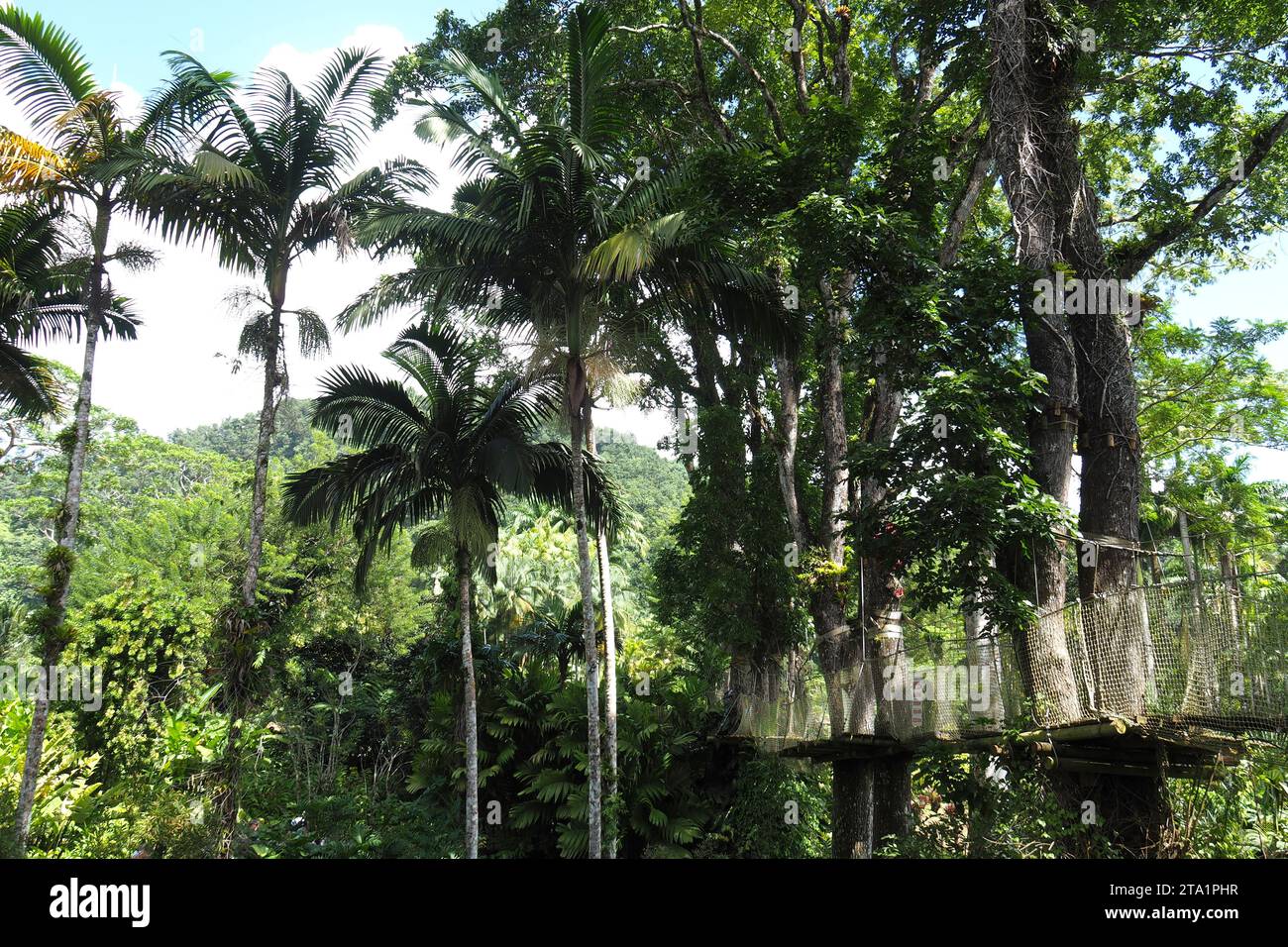 Le jardin de Balata est un jardin botanique privé de Fort-de-France, Route de Balata, Martinica, Antille Foto Stock