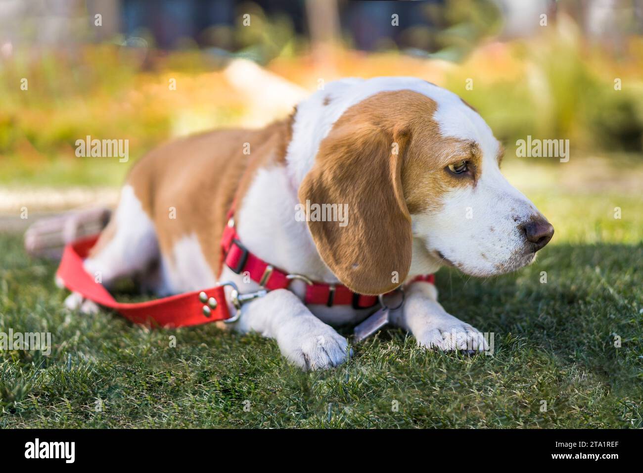 Il cane Beagle riposa sul prato indossando un'imbracatura rossa Foto Stock