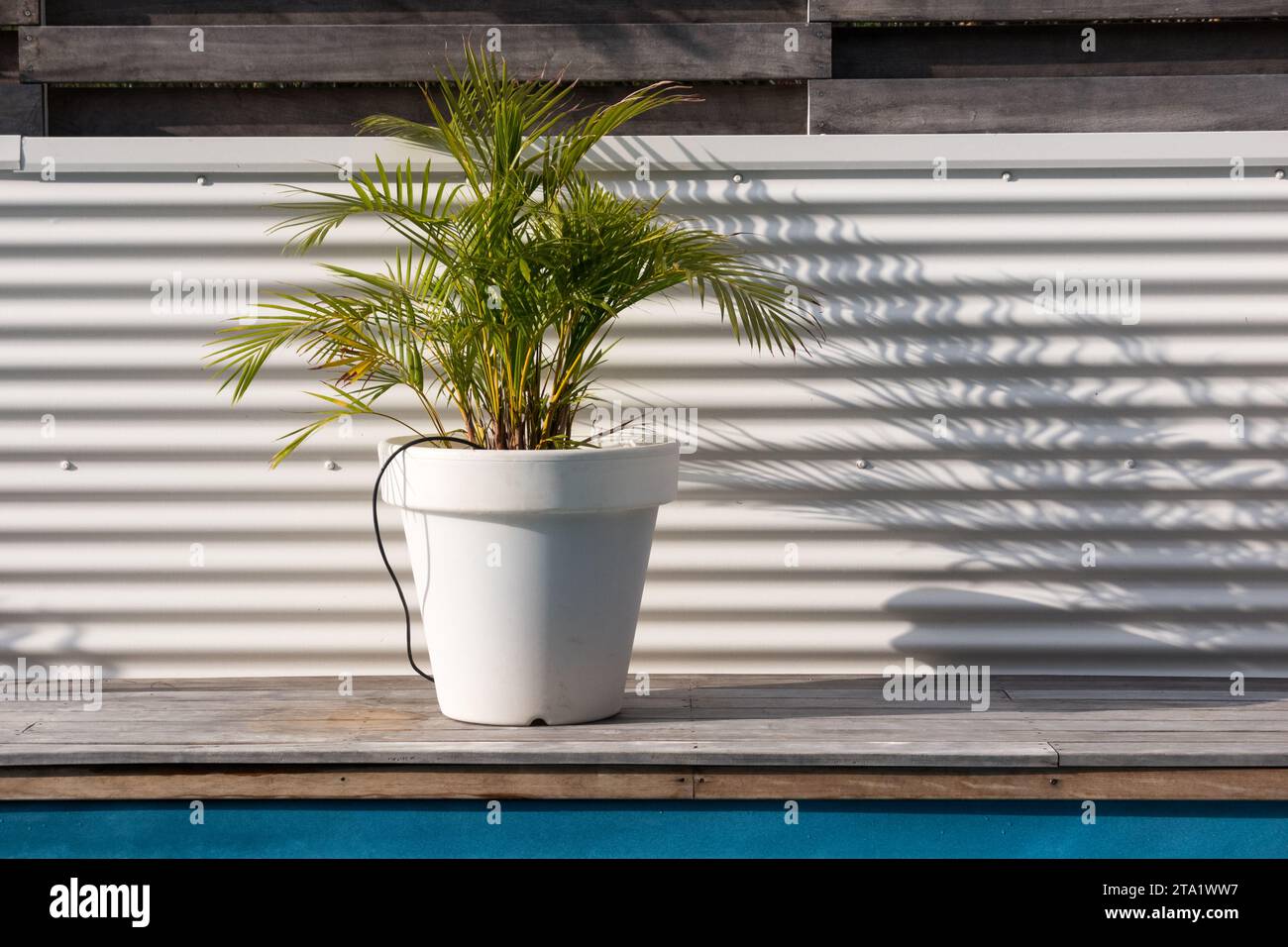 Una pianta in vaso bianca su sfondo bianco ai bordi di una piscina. Foto Stock