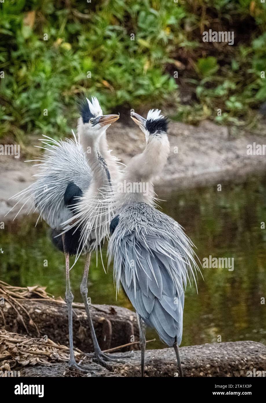 Un paio di Great Blue Herons sul la Chua Trail nel Paynes Prairie Preserve State Park a Gainesville, Florida, USA Foto Stock