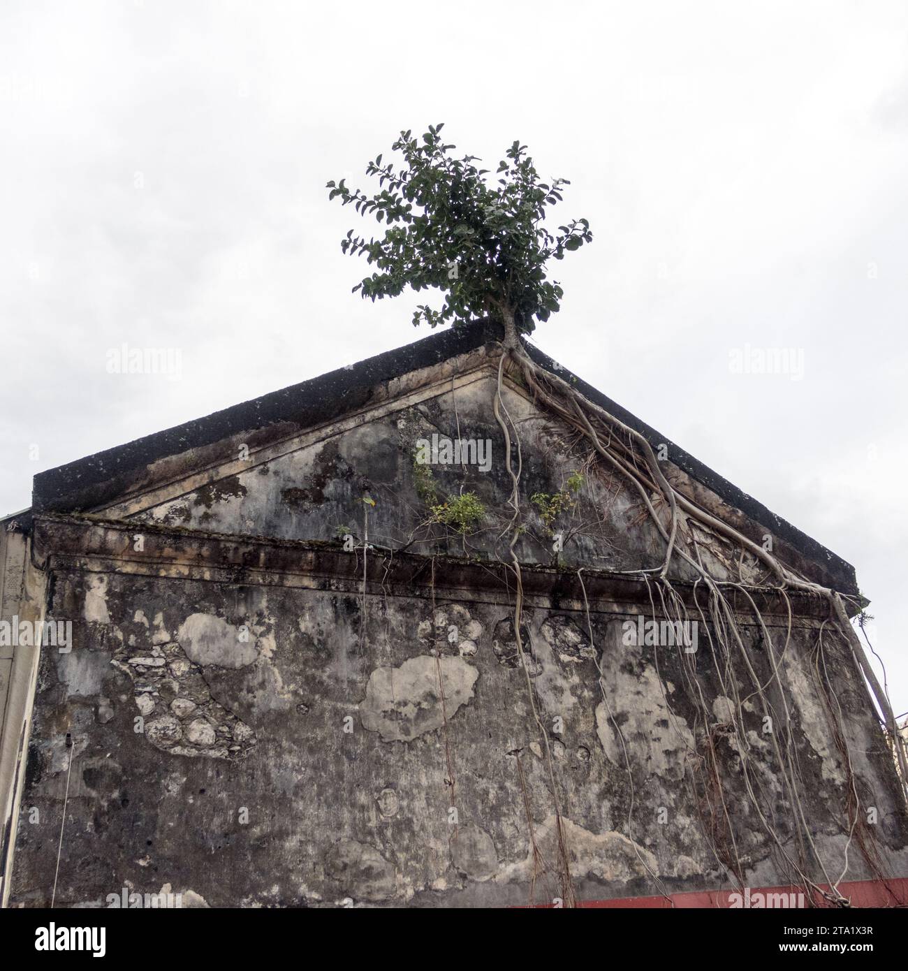 Muro sbiadito a cui un albero ha attaccato le sue radici. Reunion Island, Francia. Foto Stock