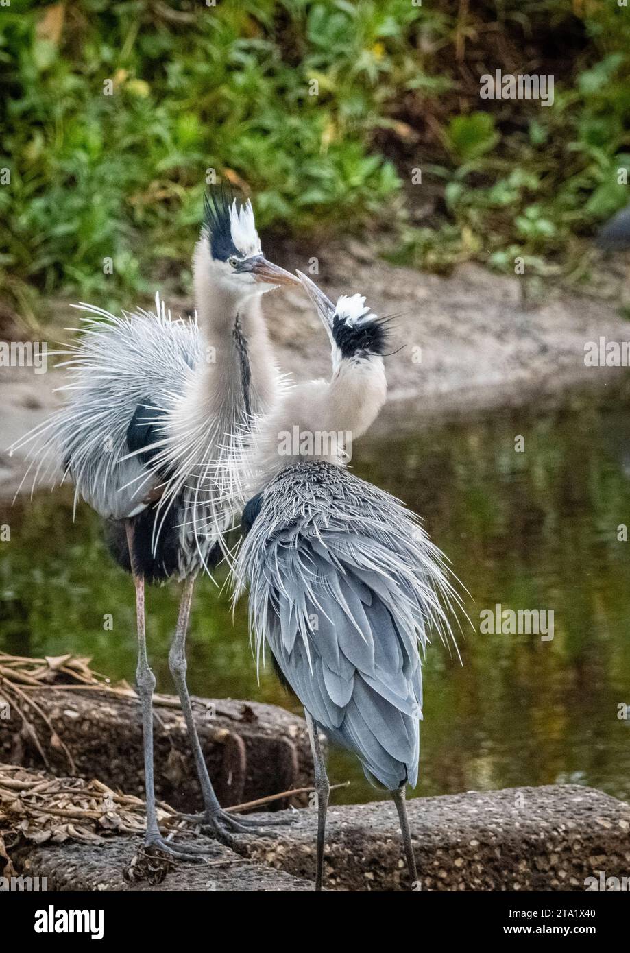 Un paio di Great Blue Herons sul la Chua Trail nel Paynes Prairie Preserve State Park a Gainesville, Florida, USA Foto Stock
