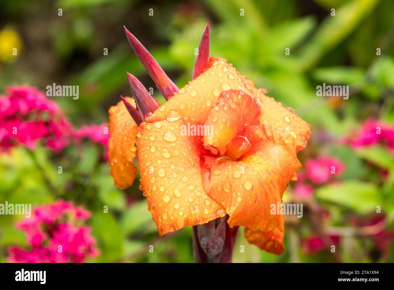 Canna o canna generalis è un genere di piante monocot della famiglia delle Cannaceae, Reunion Island, Francia. Foto Stock