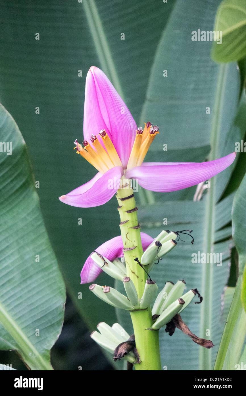 Musa ornata è una specie di pianta tropicale del genere Musa (alberi di banana) originaria della Birmania., riunione, Francia. Foto Stock