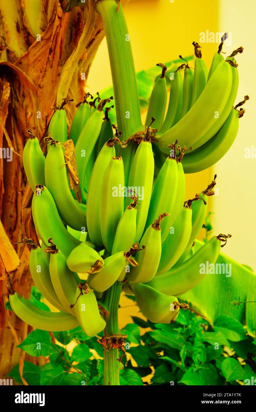 La cavalletta senegalese, nome latino Oedaleus senegalensis, si nutre di un branco di banane in Capo Verde Africa Foto Stock