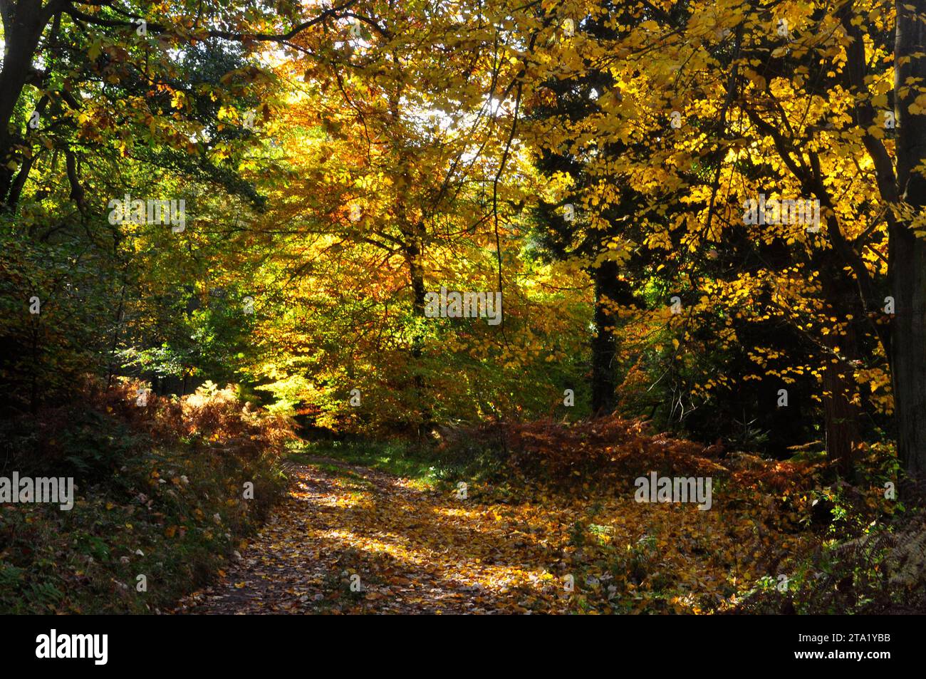 La luce del sole autunnale filtra attraverso le foglie dorate dei faggi che illuminano le foglie già cadute su una pista boschiva nel Somerset. Foto Stock