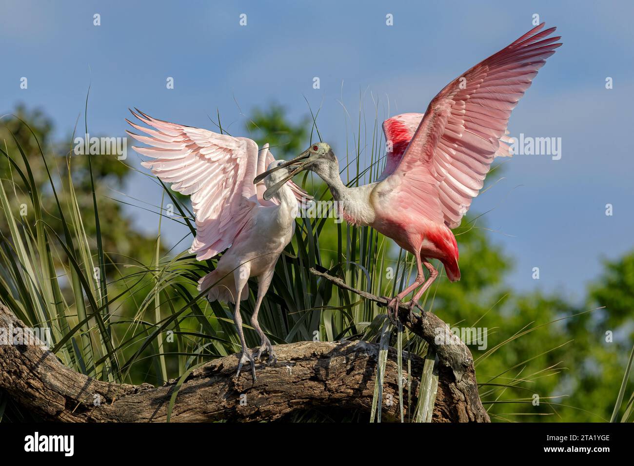 Roseate Spoonbill, Ajaia ajaja, uccello adulto nel sito di nido che dà da mangiare ai pulcini Florida, USA March Foto Stock