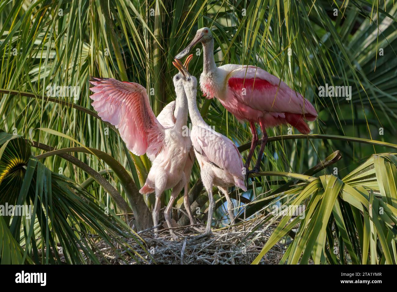 Roseate Spoonbill, Ajaia ajaja, uccello adulto nel sito di nido che dà da mangiare ai pulcini Florida, USA March Foto Stock