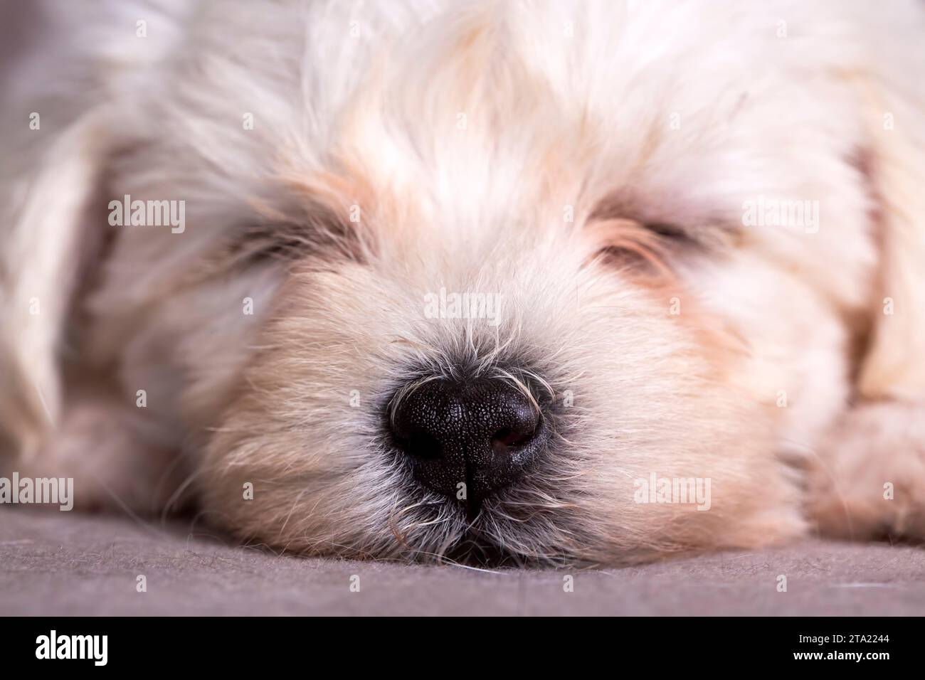 Cane da cucciolo maltese terrier molto carino Foto Stock