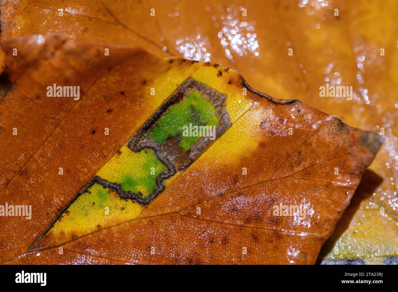 Stigmella Tityrella (nessun nome tedesco), isola verde in foglia di faggio di un minatore di foglie di foglie (Gracillariidae), Velbert, Renania settentrionale-Vestfalia, Germania Foto Stock