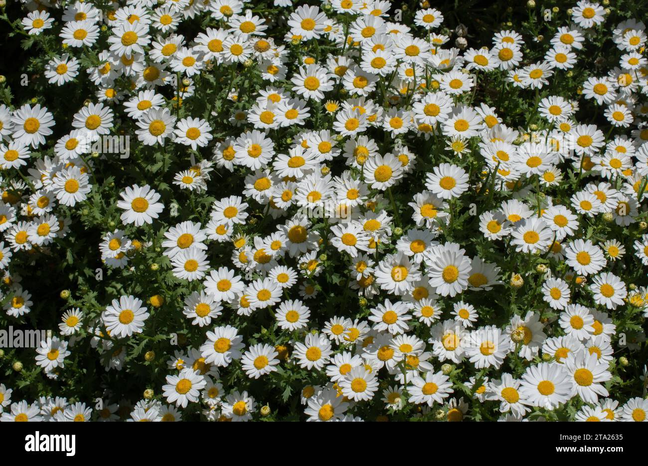 Bellissimi fiori a margherita come sfondo Foto Stock